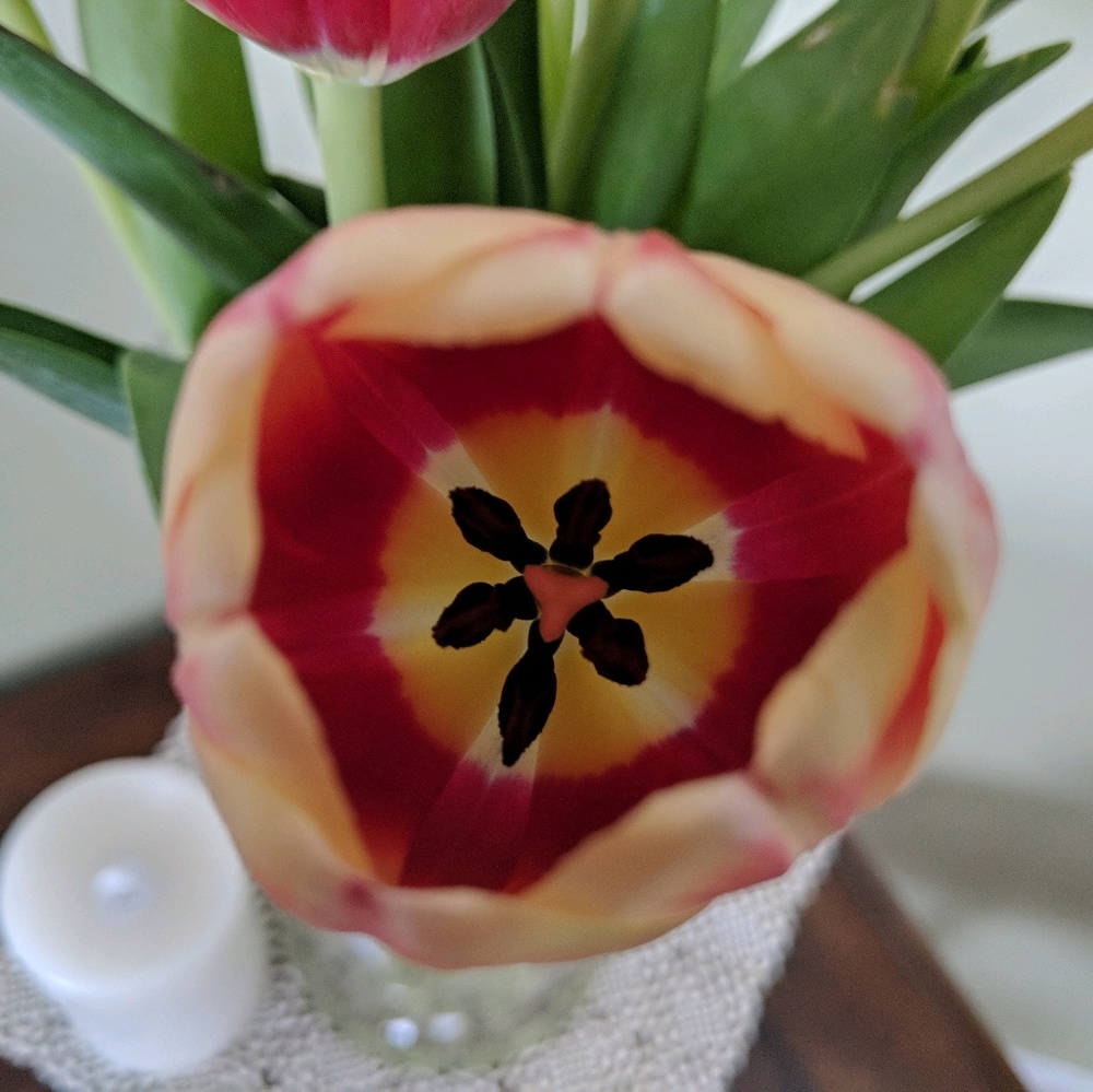 Meet your Posher, Bekah